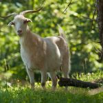 Cashmere goat, Spring Gate Farm, MG_1992
