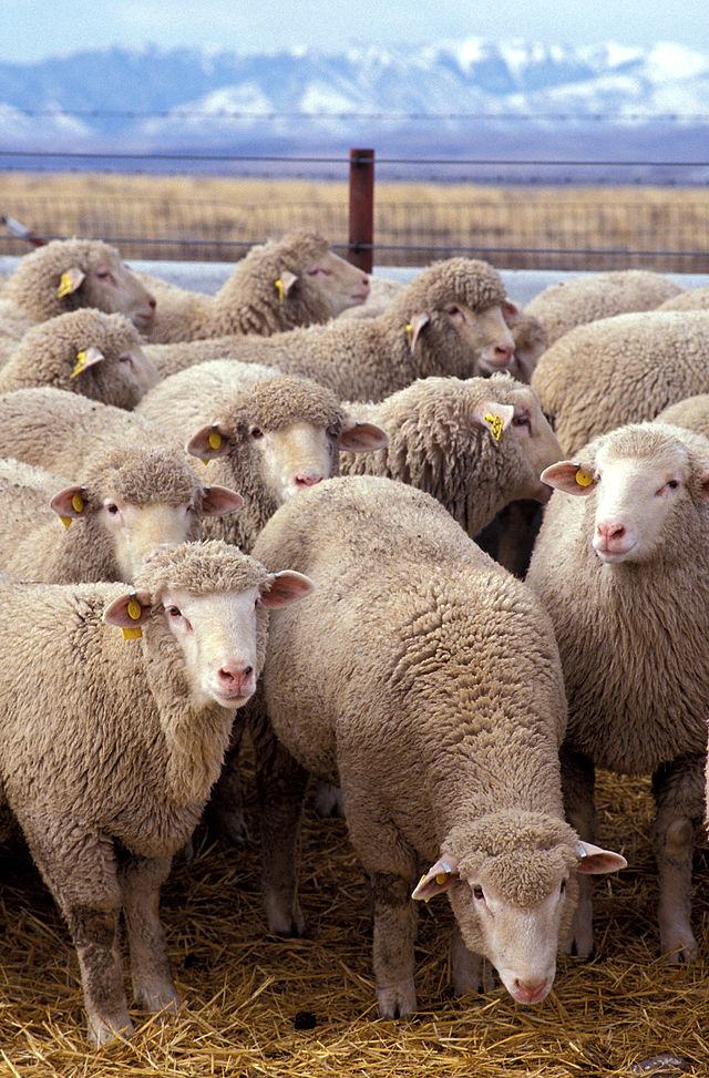 "Flock of sheep". Licensed under Public domain via Wikimedia Commons.