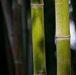 Bamboo closup_Feb09